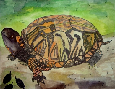 Box Turtle
